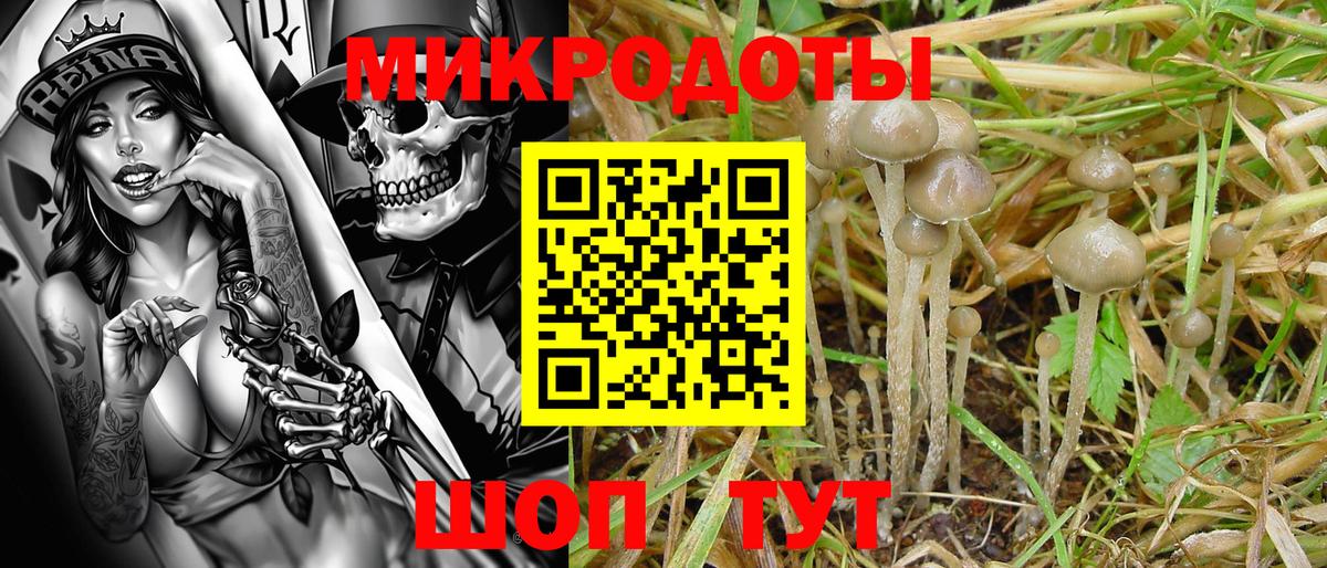 Псилоцибиновые грибы Psilocybe Зеленодольск